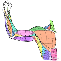 七分糖tang采集到R人体,肌肉 骨骼体态