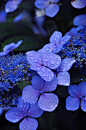 blue lace hydrangea