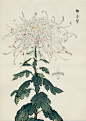 from Art of the Japanese Chrysanthemum