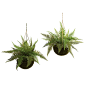 Leather Fern with Mossy Hanging Basket (In-door/Out-Outdoor) (Set of 2)