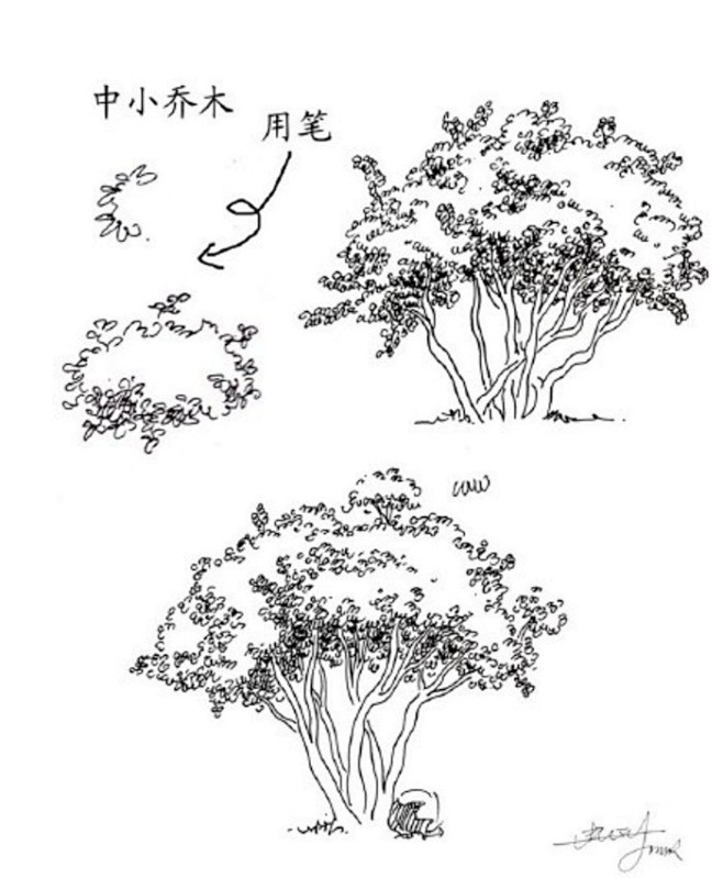 【20种植物的手绘速写技法】在最短的时间...