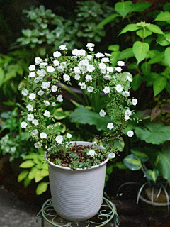 ·菩提心·采集到《养花种草》