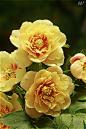  芍药天慧，历史上最为漂亮的黄金花登场。芍药与牡丹的杂交选拔种