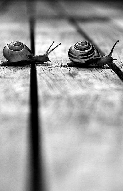 Snails, black and wh...