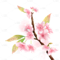 手绘粉色水彩樱花花卉植物元素2