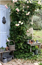 cottage garden / climbing roses