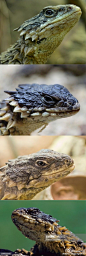 #Armadillo Girdled##Lizard##南非犰狳蜥##animal##dragon# 现实中的“迷你龙”，咬着尾巴蜷曲着身子卖萌，那是他的防御招式。