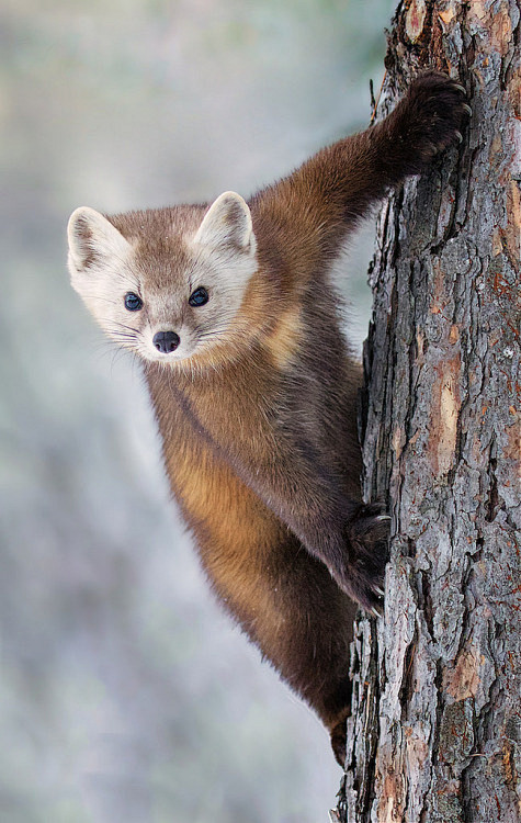 Pine Marten by Missy...