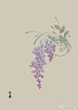 #365天生日花# 
3月25日 紫藤(Wisteria sinensis)
花语：美丽
 