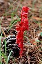 水晶蓝属 Monotropa 它们其实并不是兰花，而属于鹿蹄草科，有颜色或不透明的是水晶兰。
 