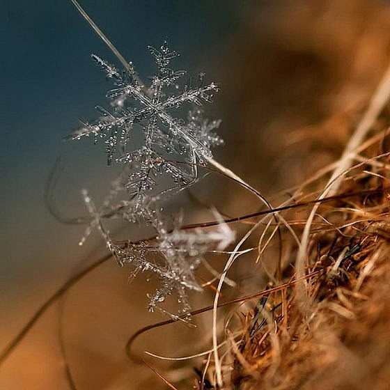 雪花微距摄影