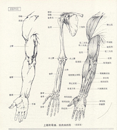 Jonathan-Wu采集到Anatomy