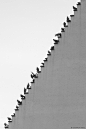 Pigeons Stairs By © Stefan Holl. °