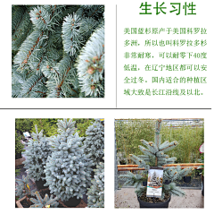 苦行僧lt;landscapegt;采集到A植物（灌木地被