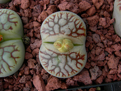 Eway元吉采集到生石花Lithops