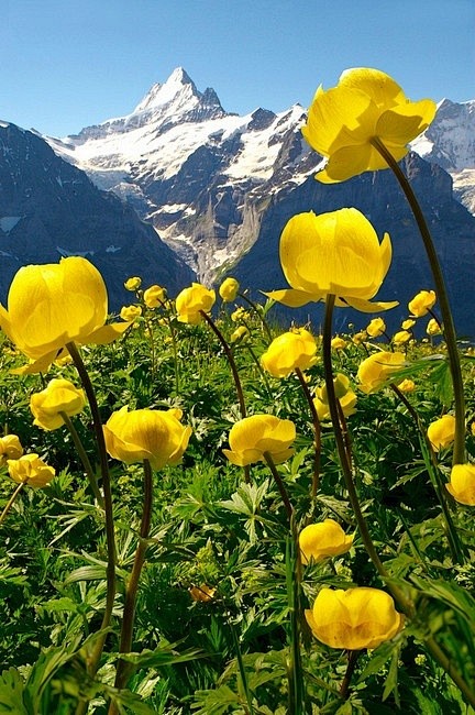 Alpine Globeflower m...