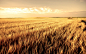 clouds fields landscapes nature wheat wallpaper (#1517461) / Wallbase.cc