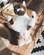 “Gringo” 一岁大的英国短毛猫，拥有精致绅士胡须。（IG：gringomoustachecat） ​​​​_好看 _急急如率令-B22099371B- _T201958  _可爱~ #率叶插件，让花瓣网更好用_http://jiuxihuan.net/lvye/#