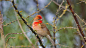 2017-03-28_CommonRosefinch_1920x1080.jpg (1920×1080)