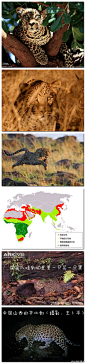 【斑点大猫——豹】@三北大猫 ：东南亚和非洲雨林中的豹体色鲜艳、斑点小而密集，远东豹由于其较浅的毛色和大且稀疏的环状斑点又被称为“银钱豹”。黑豹往往出现在热带雨林中，这是对阴暗环境的一种适应性改变。但黑豹并不具备稳定的基因，同一窝的小豹可能既有花斑的也有黑色的。http://t.cn/zjvcOI0