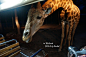 重庆旅行社www.ytszg.com泰国跟团游第三天夜间动物园-眼神，好忧郁，哎，又要吃宵夜了...