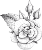 手绘铅笔素描玫瑰花卉免抠透明背景PNG装饰图案 手账设计PS素材 (59)