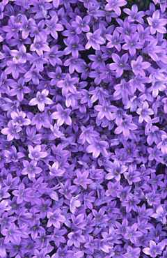 梦中我有一头迷人长发采集到紫色