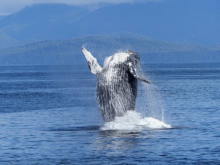 座头鲸, 自然奇观, 自然, 哺乳动物,...