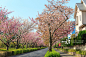 樱花盛开的街道图片素材