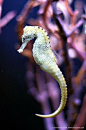 Where the Wild Things Are / Seahorse