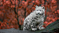 通用2035x1130动物大猫雪豹小动物德国秋豹（动物）