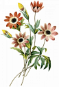 国外手绘植物花朵大全图片 
尺寸：1508x2200 
图片编号：11104-299044 