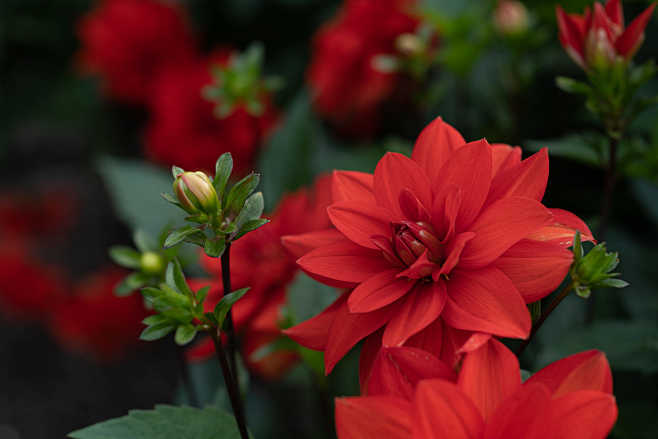 Dahlia Cherrydrop