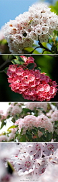 #花艺小百科# 美CRY！山月桂（mountain laurel）阔叶山月桂、美洲月桂、美国石南。杜鹃花科山月桂属的常绿灌木，产于北美洲东部的大多数山区。小蕊的花药先是连在花瓣上的。花丝像弹簧一样绷着。等到花粉成熟了，花药脱离花瓣，花丝把十个小蕊上的花粉都对准了弹到大蕊的柱头上！真是鬼斧神工！