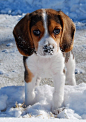 beagle #狗狗#