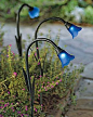 你的太阳bluebells爱丽丝仙境花园之夜
Solar Bluebells for your Alice in Wonderland garden at night.