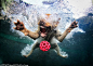 精彩图片憨！摄影师抓拍狗狗水下玩球表情