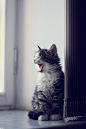 my_little_cat_by_ZminytyNastriy.jpg (450×675)