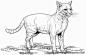 图片：猫科动物素描