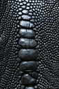 crocodile skin