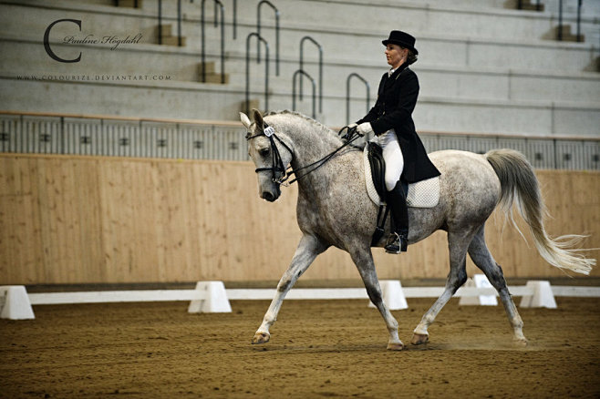 Dressage III by Colo...