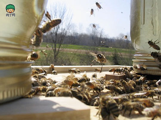 创意生活之辛勤劳作的养蜂人 追逐花开的游...