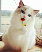 一只女神级的布偶猫，告诉你什么叫真正的美貌……感觉我又恋爱了-.-