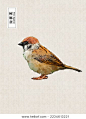 鸟，树麻雀，麻雀，手绘-动物/野生生物,艺术-海洛创意(HelloRF)-Shutterstock中国独家合作伙伴-正版图片在线交易平台-站酷旗下品牌