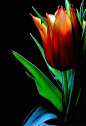 Orange tulip 