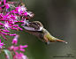 非常赞的蜂鸟拍摄
Enjoying The Gardens !!!!!! by Judylynn Malloch on 500px