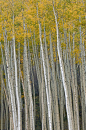 Autumn Aspens