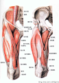 肌肉解剖