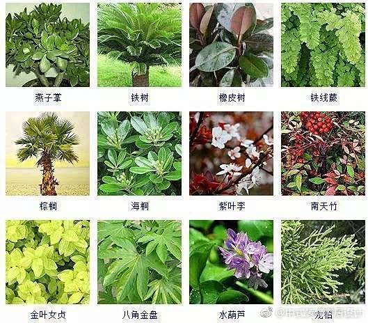植物百科：自然之美与知识探索之旅