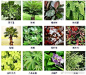 100种常见观叶植物，终于知道名字了，转收！ ​​​​
